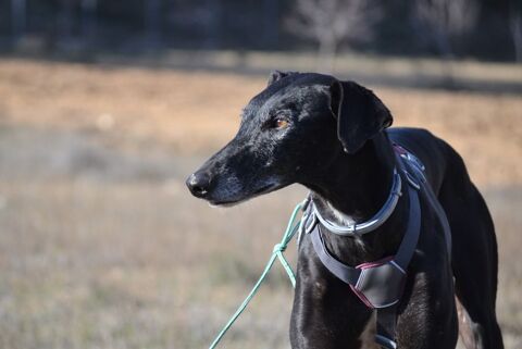 URGENT&#128680; A l'adoption : &#128153;SULTAN&#128153; attend encore et toujours &#128148;&#128148; 195 24140 Douville