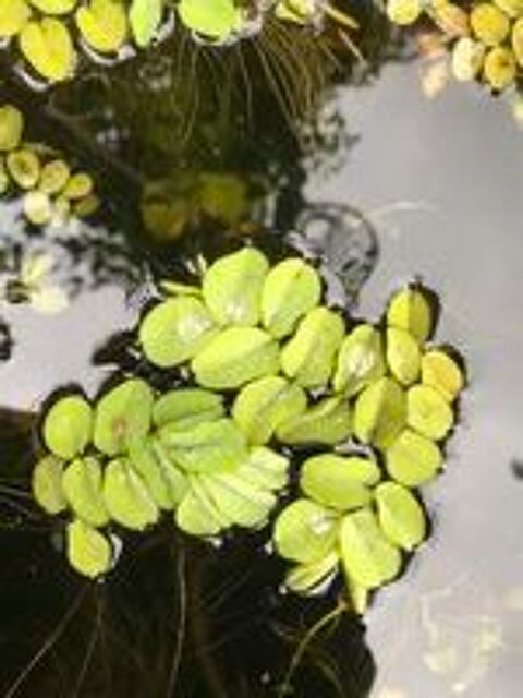   Diverses plantes purifiantes d aquarium 