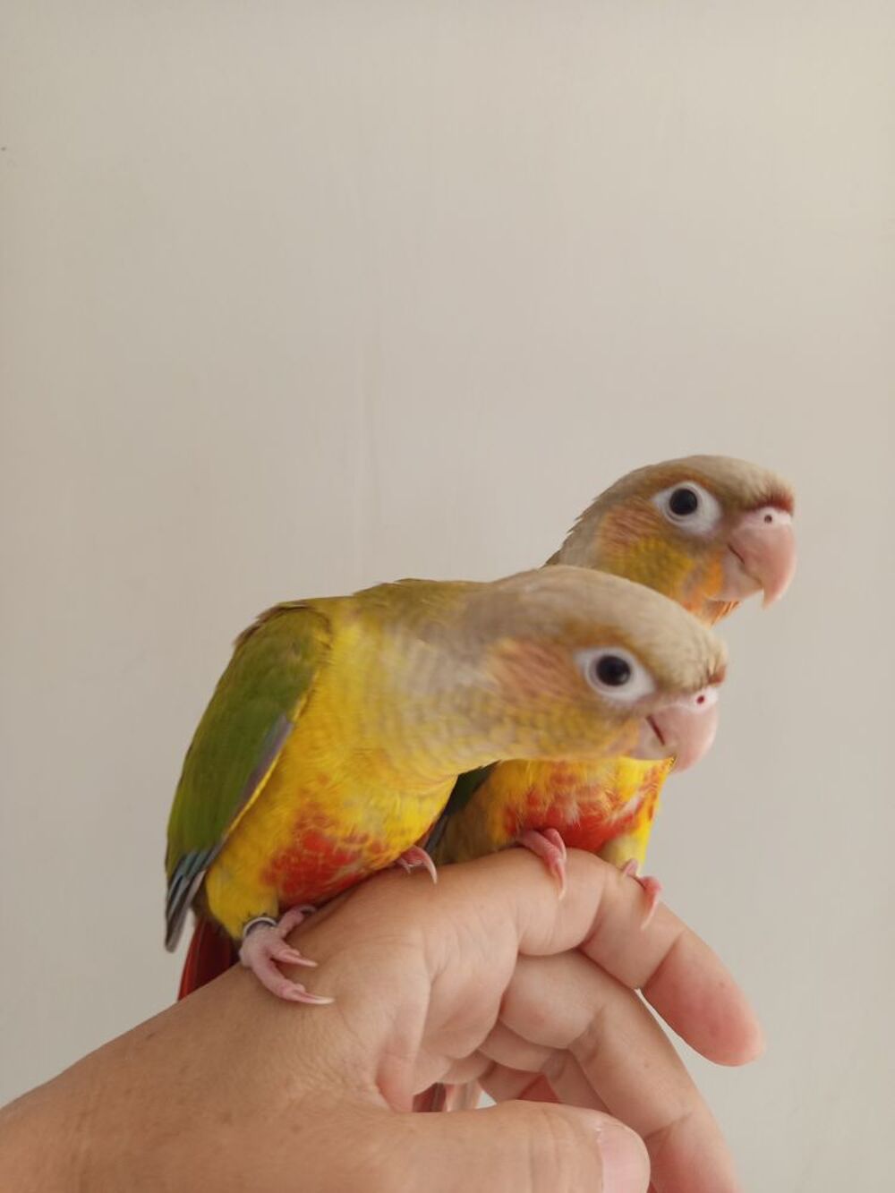   Conure molinae EAM  