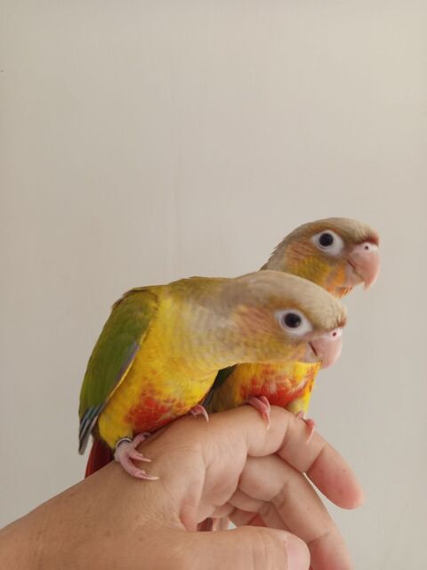 Conure molinae EAM 180 71530 Virey-le-grand
