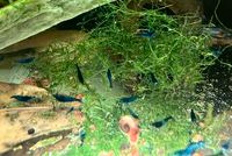   Crevettes Nocaridina Blue Velvet sur Paris  