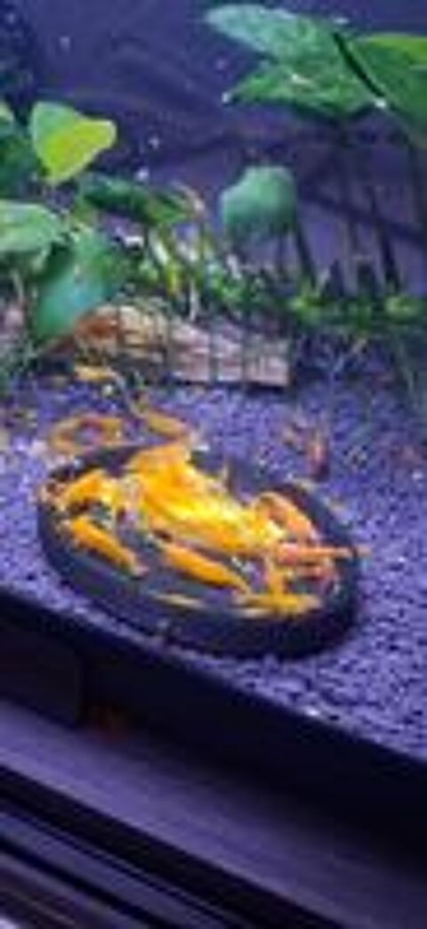   crevette neocaridina orange fire 