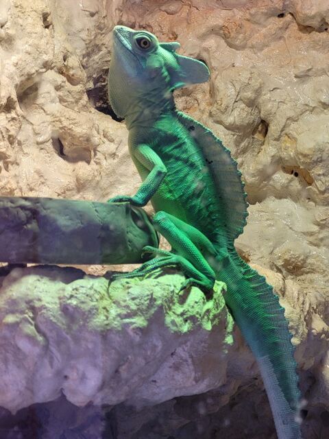 BASILICUS PLUNIFORM.......male 90 79000 Niort