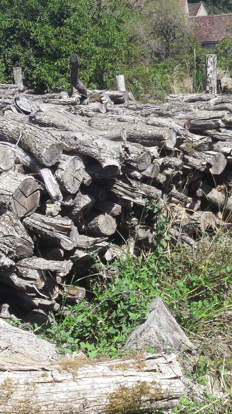 Bois de ch�ne 0 Catus (46)