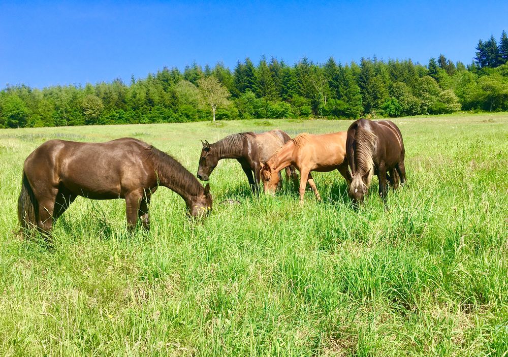   
Prés Pensions Chevaux Disponible
SECTEUR VICHY 03

