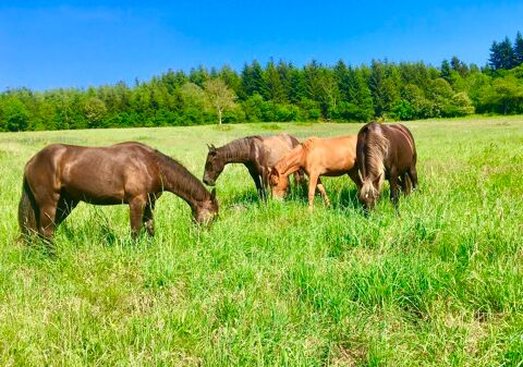 
Pr&eacute;s Pensions Chevaux Disponible
SECTEUR VICHY 03
0 03250 Le mayet-de-montagne