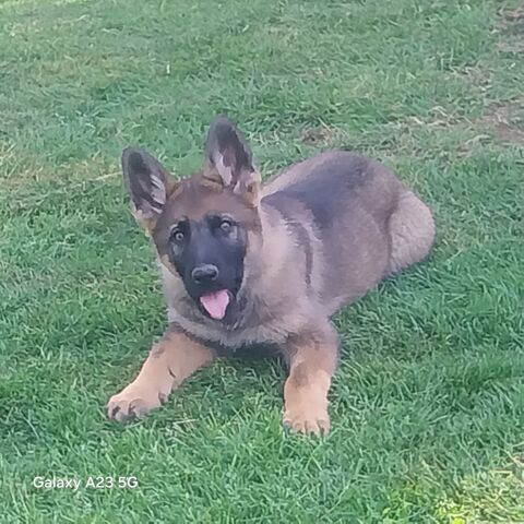 chiots berger allemand LOF, dos droit , ancien type . 900 86000 Poitiers