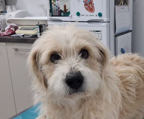 DAFNET 320 27620 Gasny