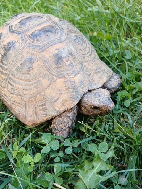 Recherche échange tortue greaca male 45 ans. 0 34130 Saint-auns