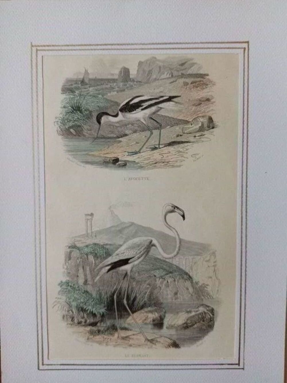 GRAVURES ORIGINALES DE BUFFON LES OISEAUX 1830 