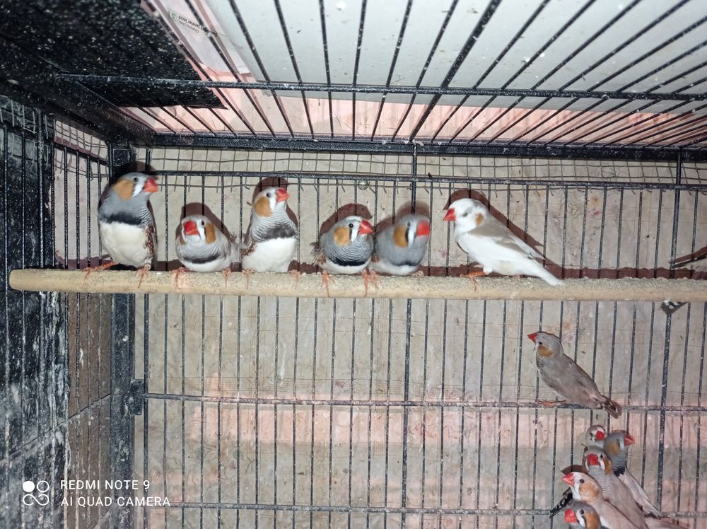   Mandarin 