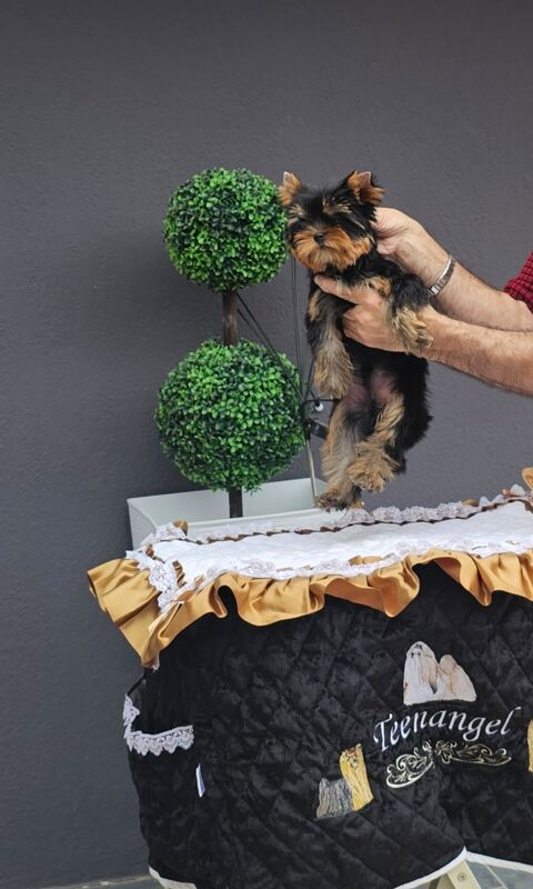 Propose 2 superbes chiots Yorkshire terrier mâles  1300 69330 Meyzieu