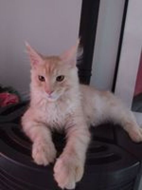   Chaton pure race Maine coon 