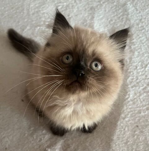 adorables chatons persan 700 22000 Saint-brieuc