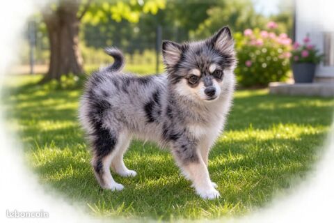 Dernier chiot Pomsky f3 dispo de suite 1000 16250 Champagne-vigny