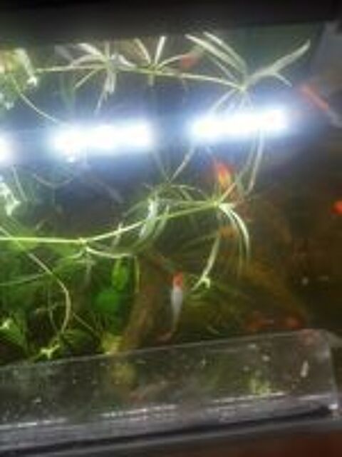   POISSON GUPPY 