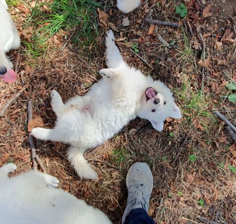 Chiots Berger Blanc Suisse LOF &agrave; R&eacute;server 1600 39570 Revigny