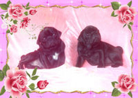   Beaux chiots carlins noir mâles 