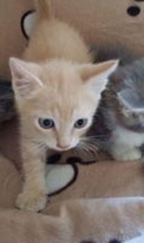   Chaton à donner 