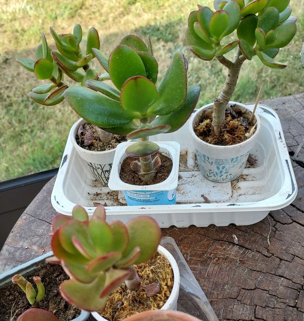 Plantes grasses, succulentes Jardin