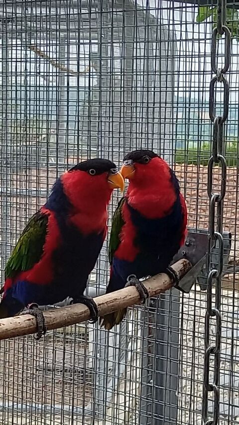   lori tricolore   (lorius lory lory ) 900 07430 Saint-clair