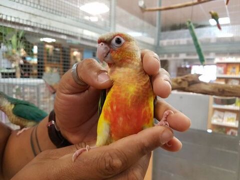 Conure de Molina apprivoisée eam 2025 295 35136 Saint-jacques-de-la-lande