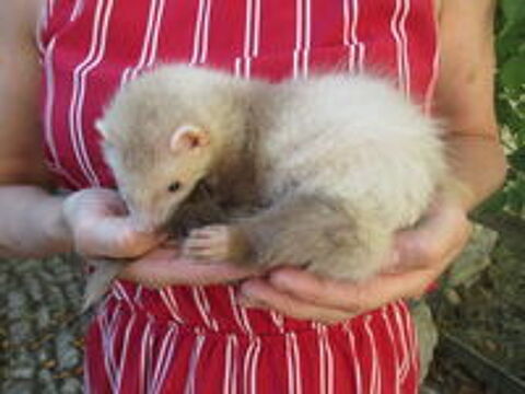   jeune furette semi Angora couleur cannelle 