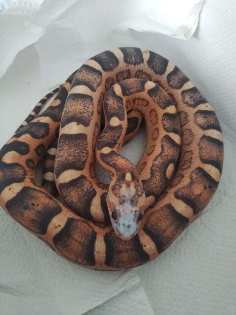 Serpent des bl&eacute;s scaleless femelle 150 26270 Loriol-sur-drôme