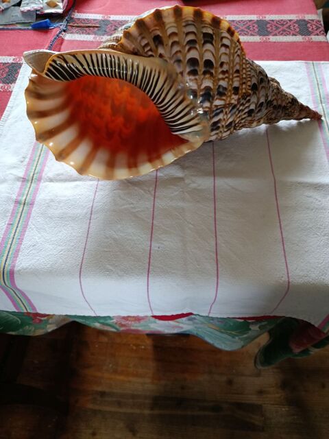 Coquillage gant trs rare Origine pointe sud de Madagascar 0 Chtillon-sur-Thouet (79)