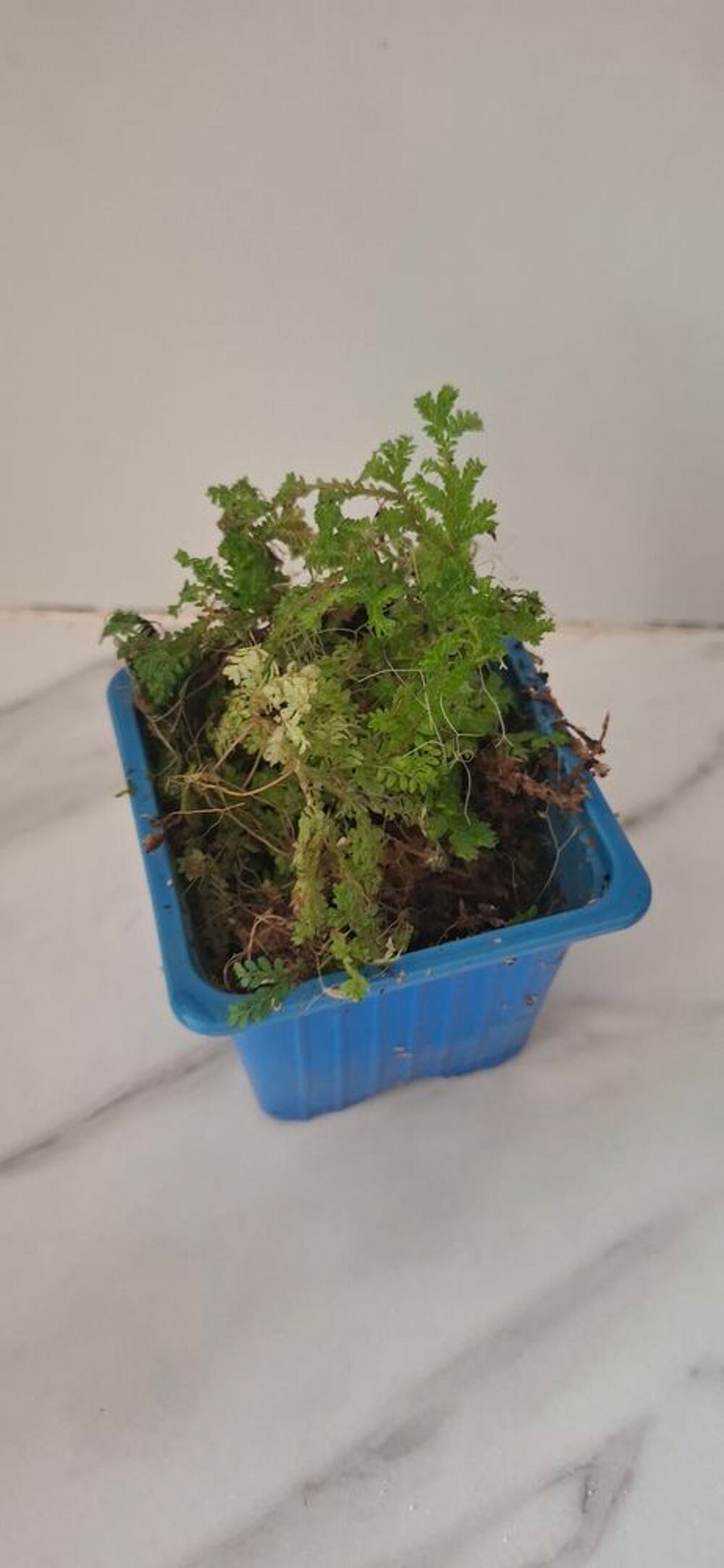 Selaginella uncinata plante pour terrarium Décoration