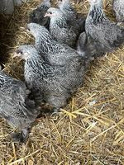   Poule brahma naine  
