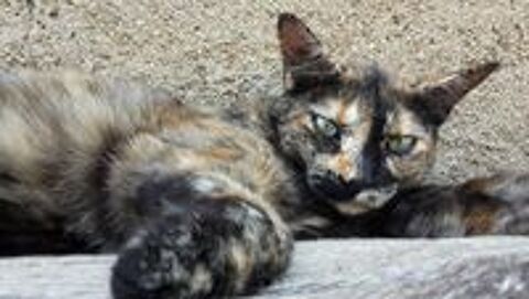   Shani jolie et gentille chatte a adopter 