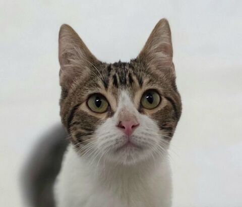 FLOKI 230 27620 Gasny