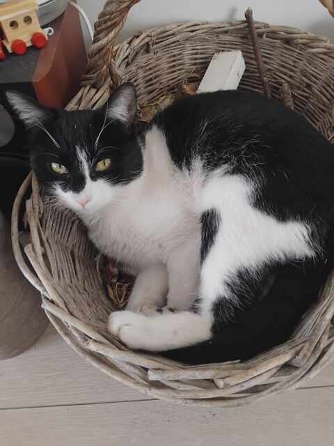 &Agrave; LA RECHERCHE DE MANNY JEUNE CHAT M&Acirc;LE NOIR ET BLANC 0 31780 Castelginest