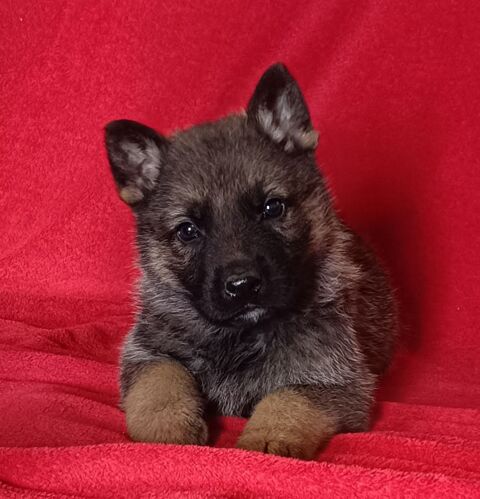 Superbes chiots berger allemand Lof 700 64300 Orthez