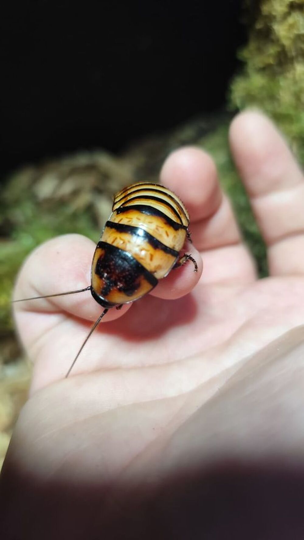   Blatte Halloween/blatte de Java
elliptorhina javanica 