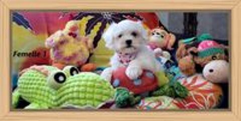  CHIOTS BICHON MALTAIS (femelle) 