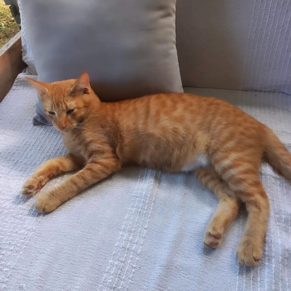   ✨️ NIRO ✨️ 🐱 