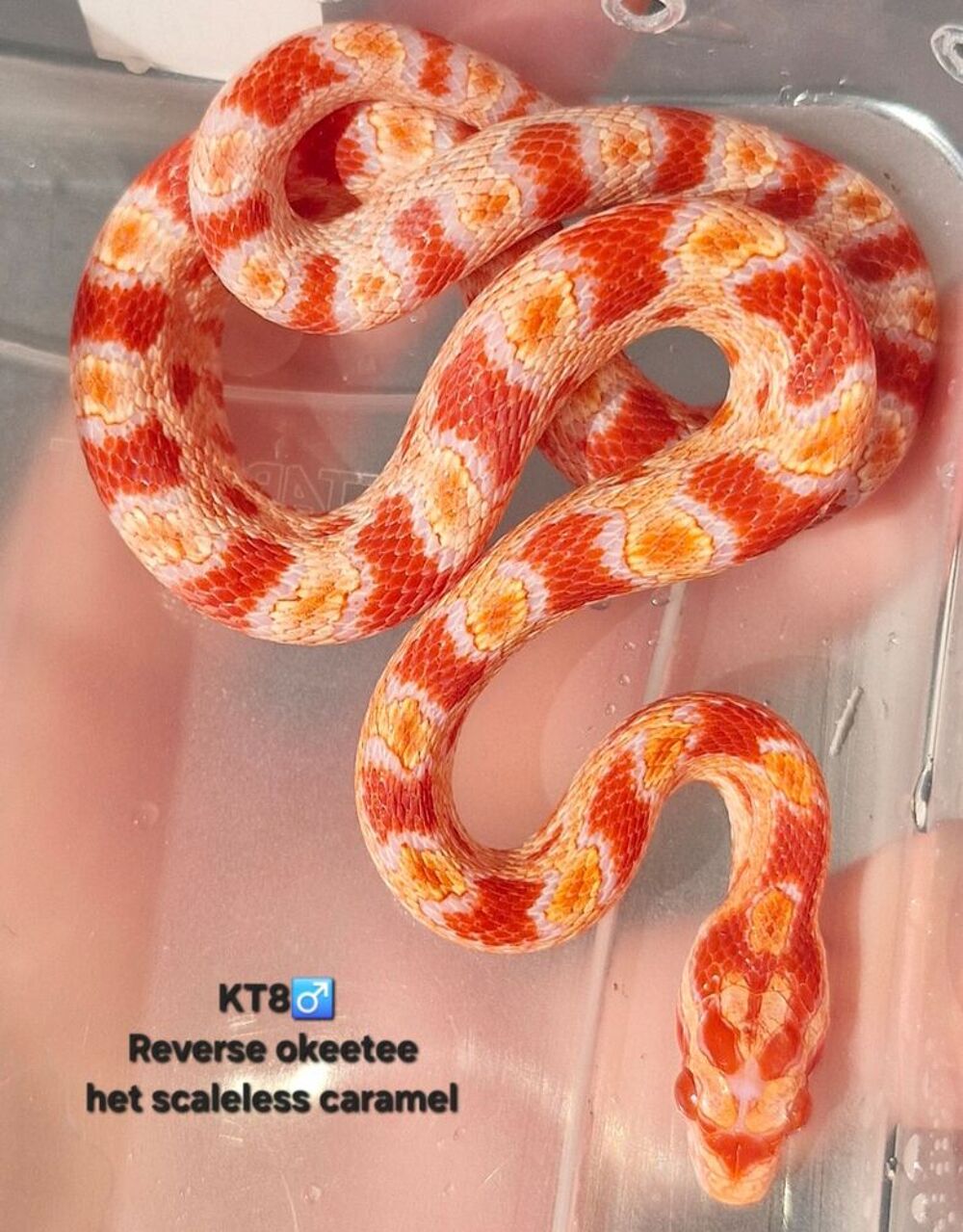   Pantherophis okeetee het scaleless  