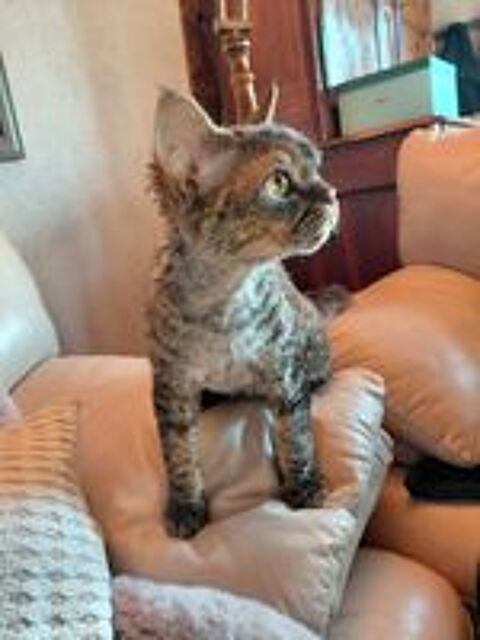   À DONNER chaton Devon Rex de 3 mois problème santé 