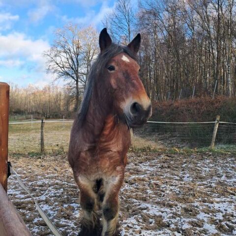 Cause sant&eacute;, trait du Nord 3200 59137 Busigny