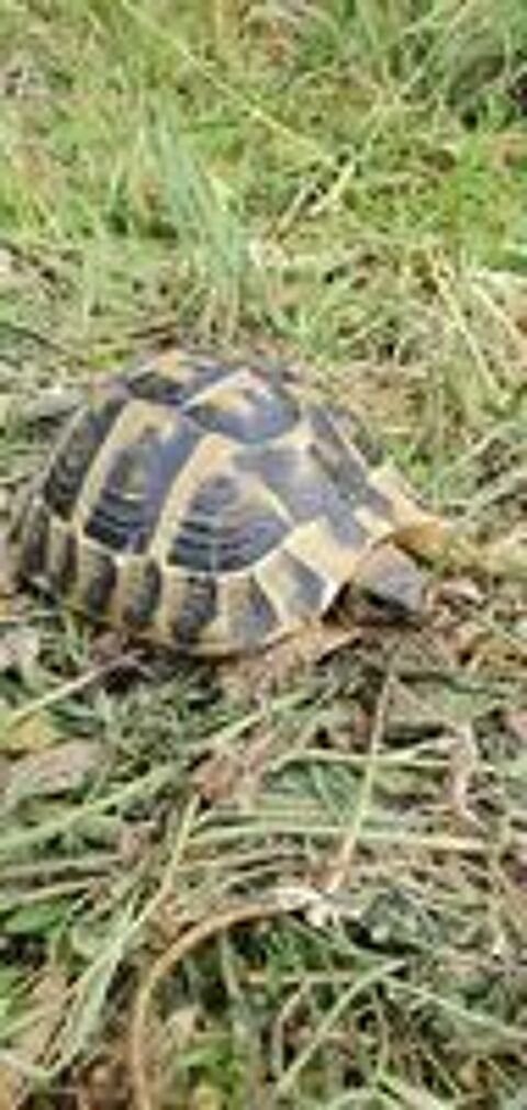  tortues terre mâle et femelle 14 ans. 