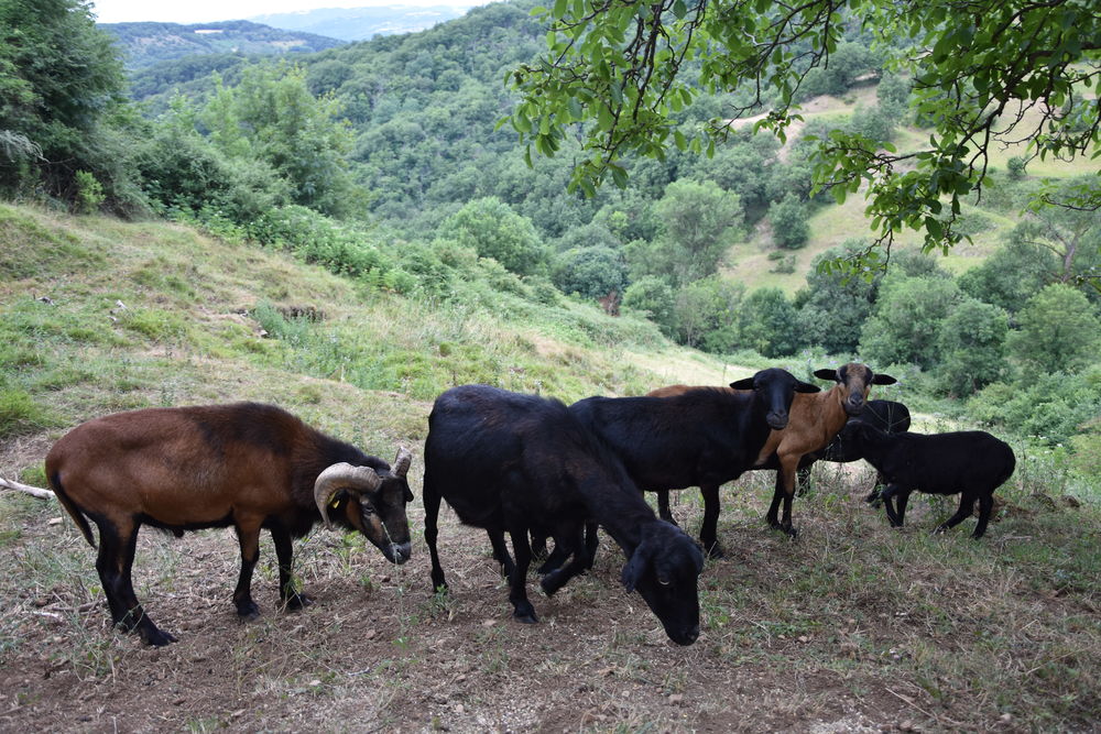   Moutons du Cameroun 