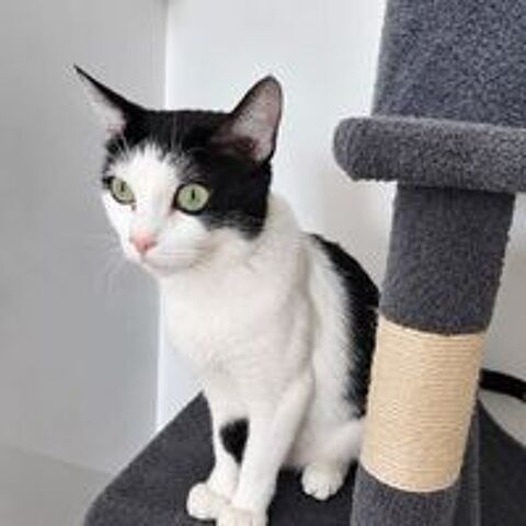   Pralinette - douce minette 