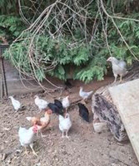   poulet 