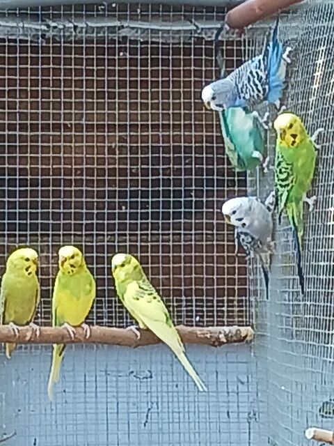 Perruches ondulées 10 81710 Sax