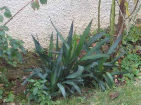 yucca 4 Séreilhac (87)