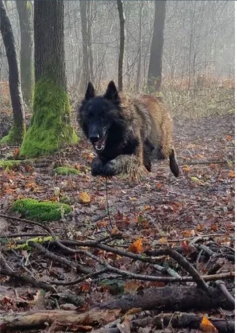Berger belge tervueren
0 59258 Lesdain