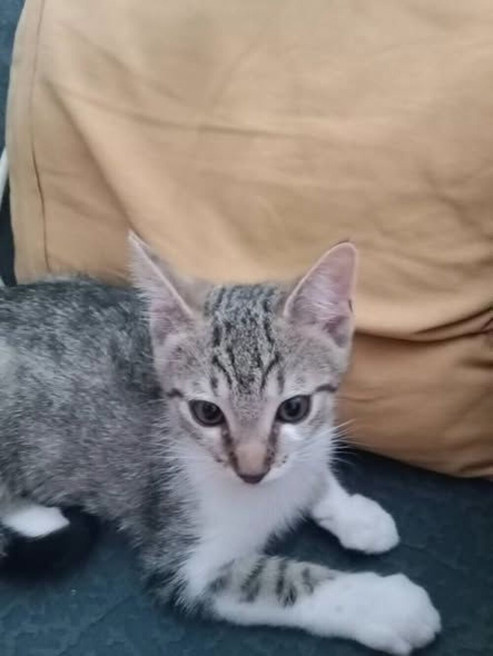   Chat ASKA à l adoption 