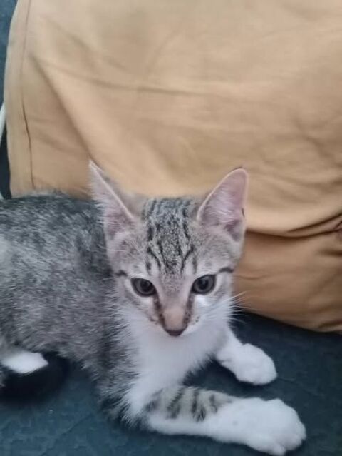Chat ASKA &agrave; l adoption 140 07370 Eclassan
